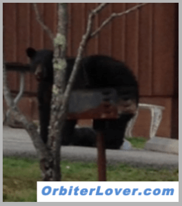 black bear, cumberland, daniel boone, kentucky